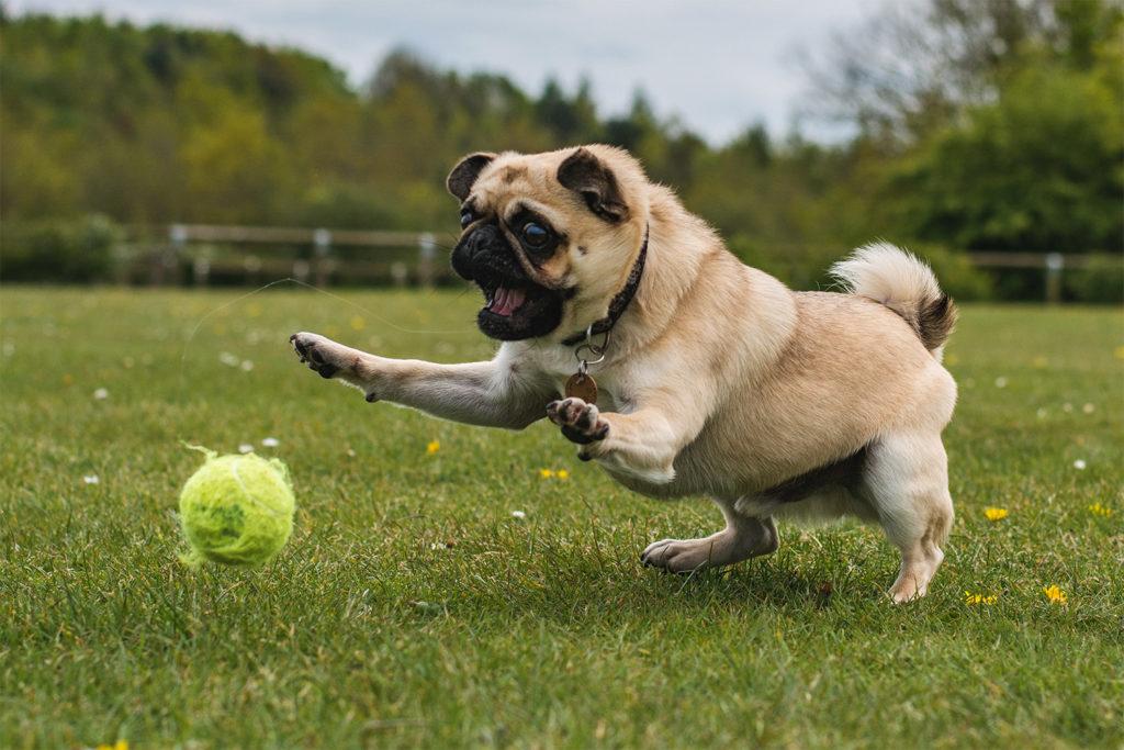 pug playing with tennis ball