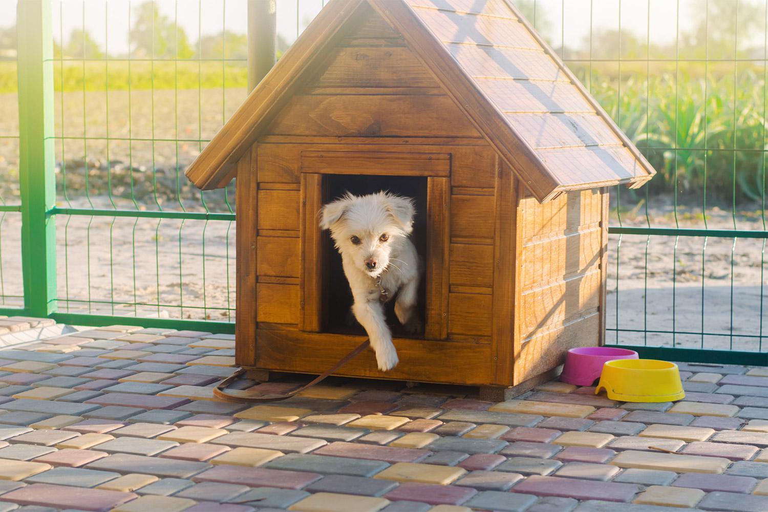 Read more about the article What to Look for When Choosing a Kennel in WV