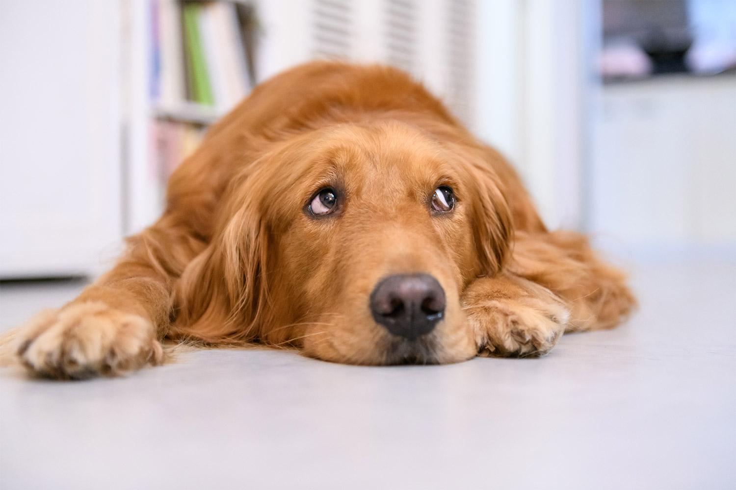 Read more about the article Finding and Treating Bloat in Dogs – Know the Signs