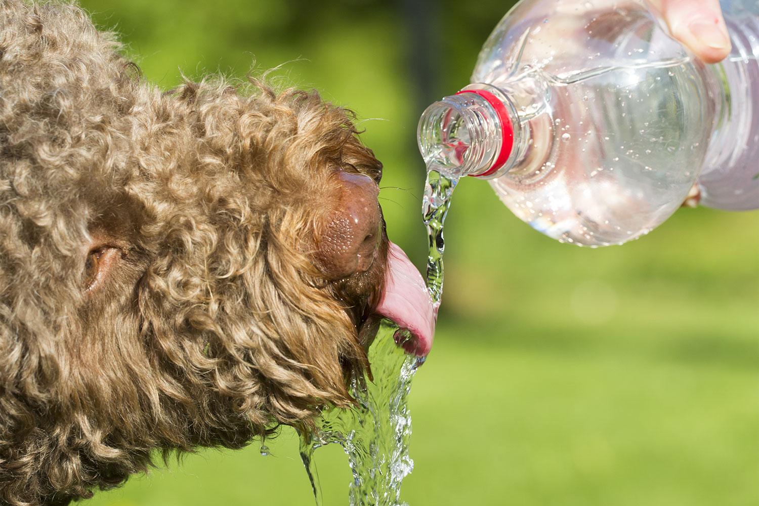 Read more about the article Identifying and Treating Heat Stroke or Heat Stress in Dogs