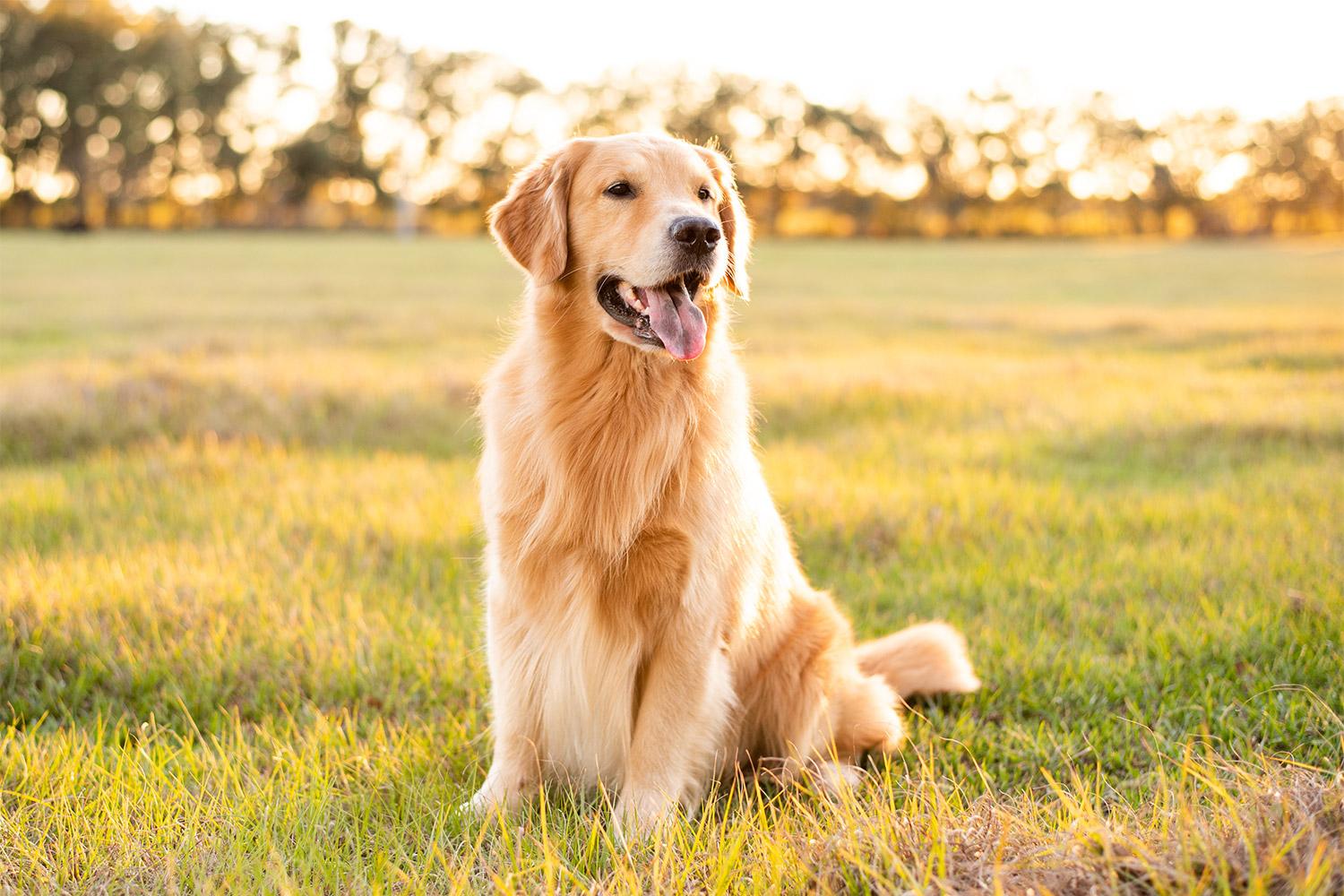 Read more about the article Boarding Your Pet in a Country Setting vs. City Setting