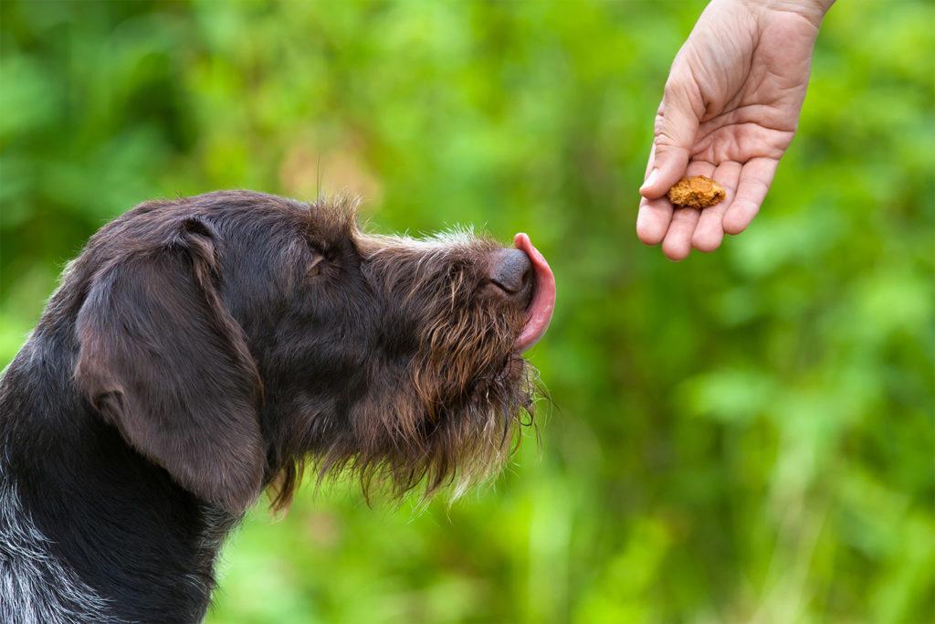 dog receiving a treat