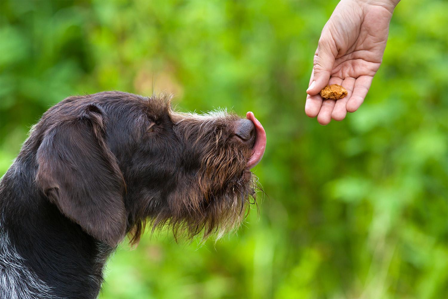 Read more about the article Benefits of Giving CBD Dog Treats to Your Dog
