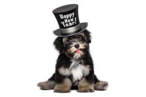 Dog with happy new year hat
