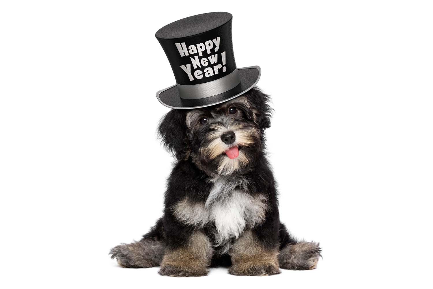 Read more about the article New Year’s Resolutions for Your Dog in 2023