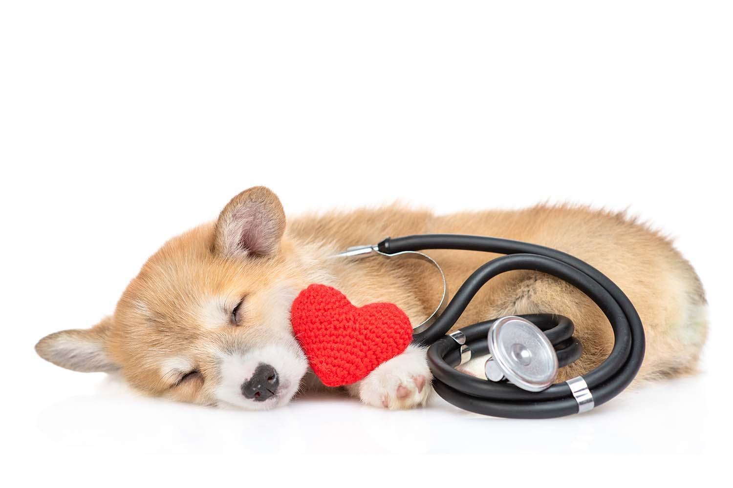 Read more about the article Four Simple Ways to Protect Your Dog’s Heart