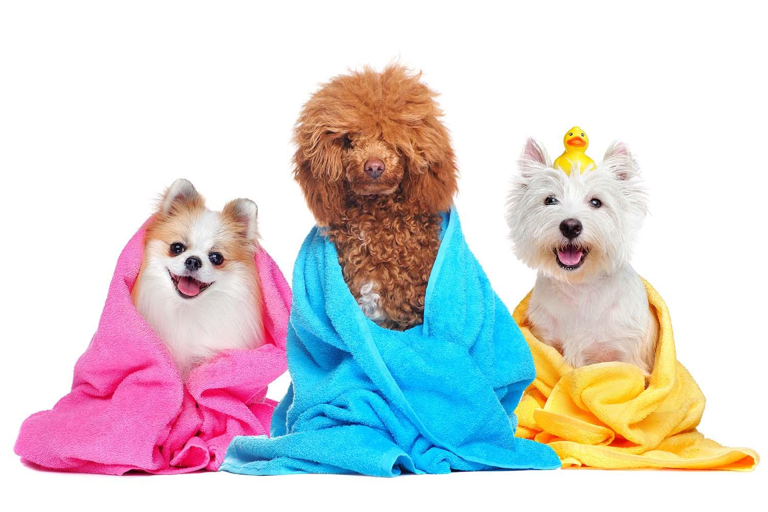 Read more about the article Universal Dog Grooming Tips for Long, Wiry, and Short Hair