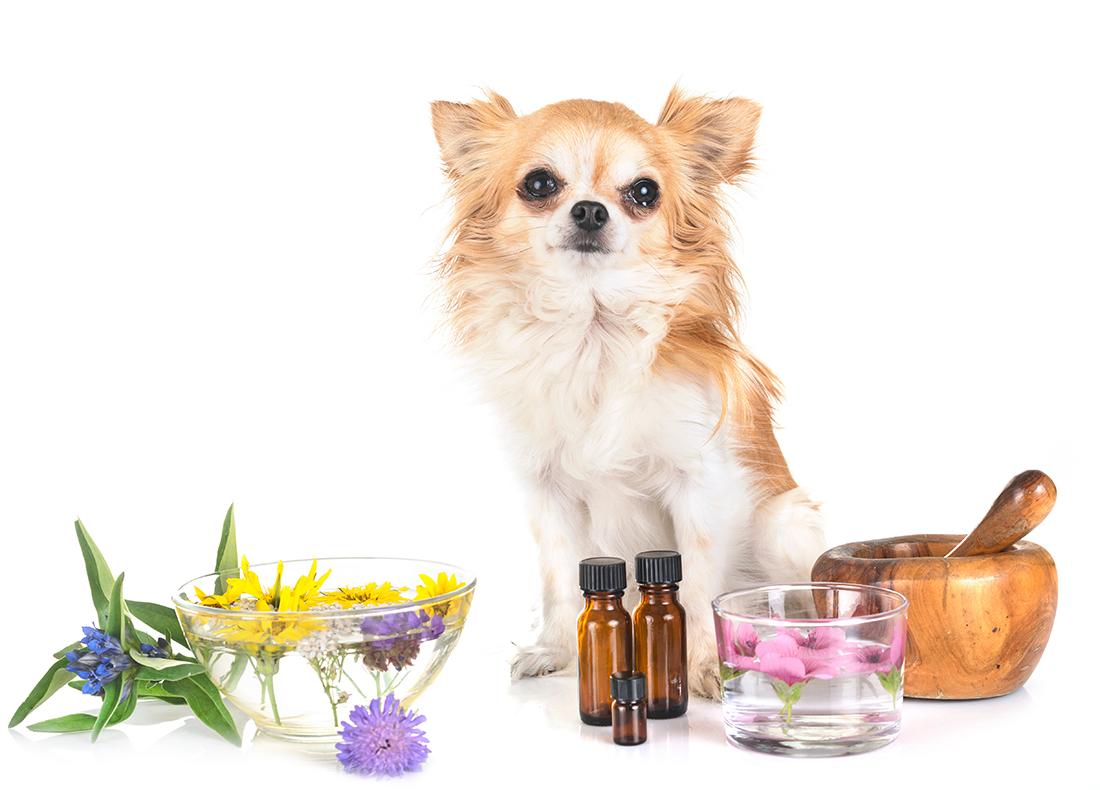 Read more about the article Natural Remedies for Common Dog Ailments