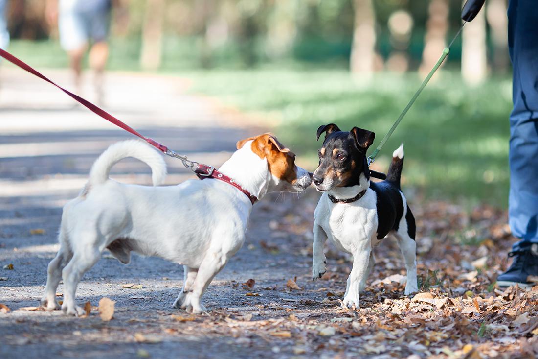 Read more about the article Socializing Your Puppy