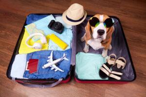 Traveling with Dogs–A Guide to Pet-Friendly Vacations