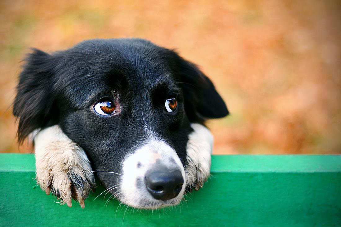 Read more about the article Understanding Your Dog’s Feelings