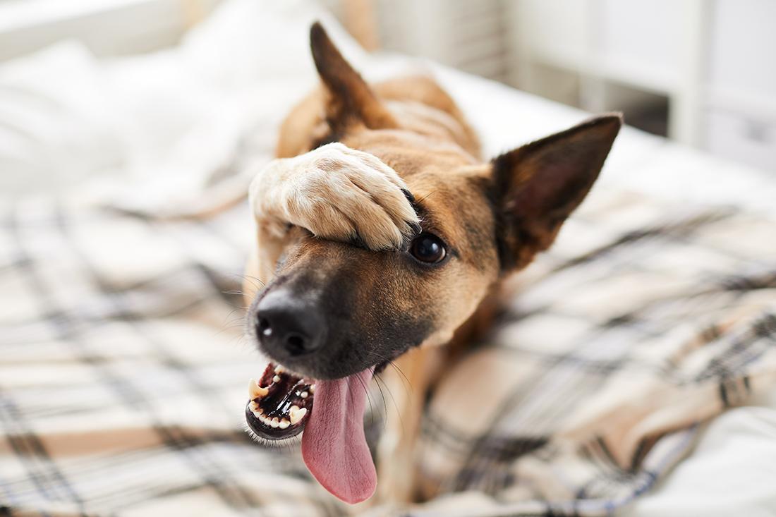 Read more about the article Five Creative Dog Training Tricks