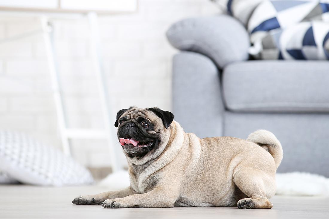 Read more about the article The Best Dog Breeds for Apartment Living