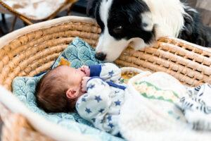 Prepare Your Dog for a New Baby