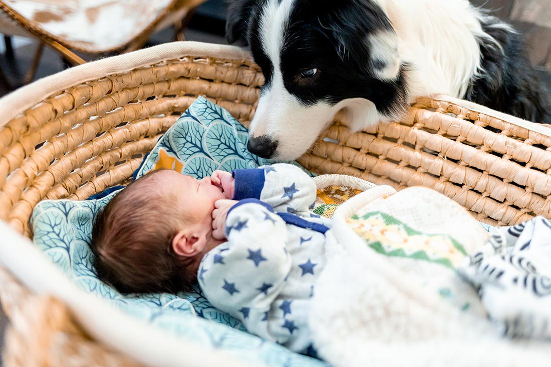 Read more about the article Prepare Your Dog for a New Baby