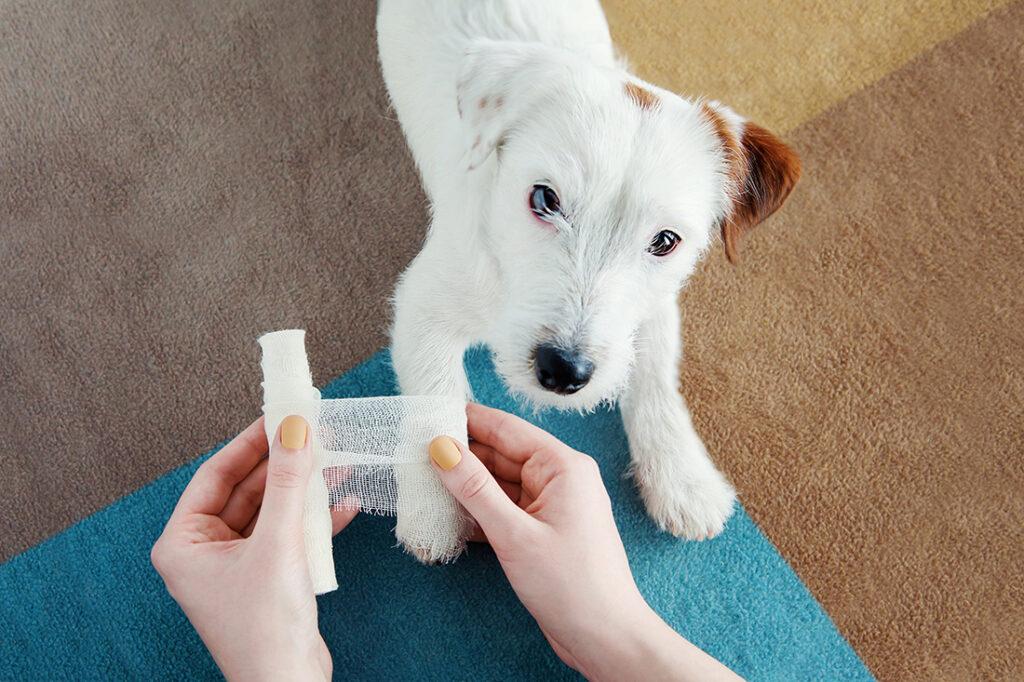 Canine First Aid