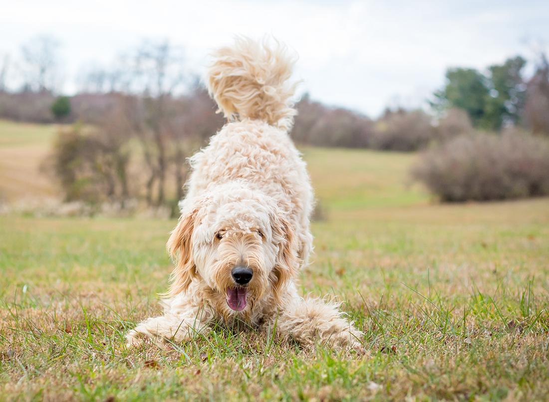 Read more about the article Understanding Dog Body Language
