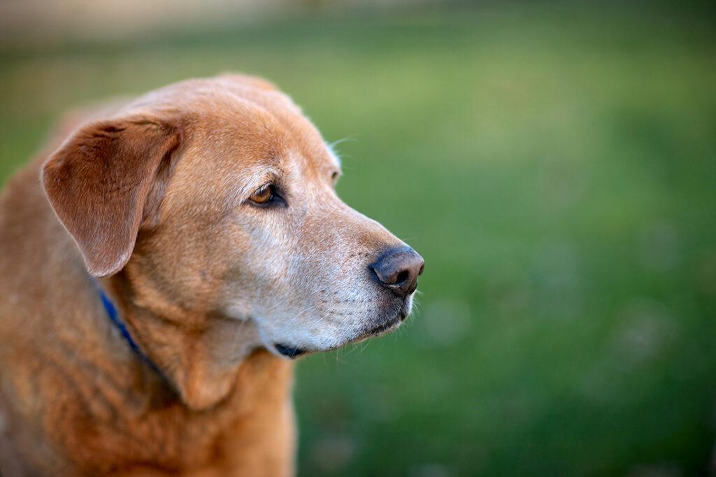 Keep Your Aging Pet Happy and Healthy