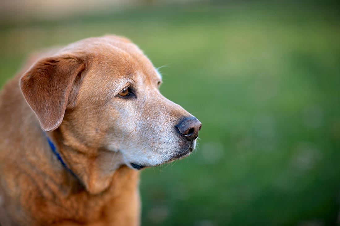 Read more about the article Keep Your Aging Pet Happy and Healthy