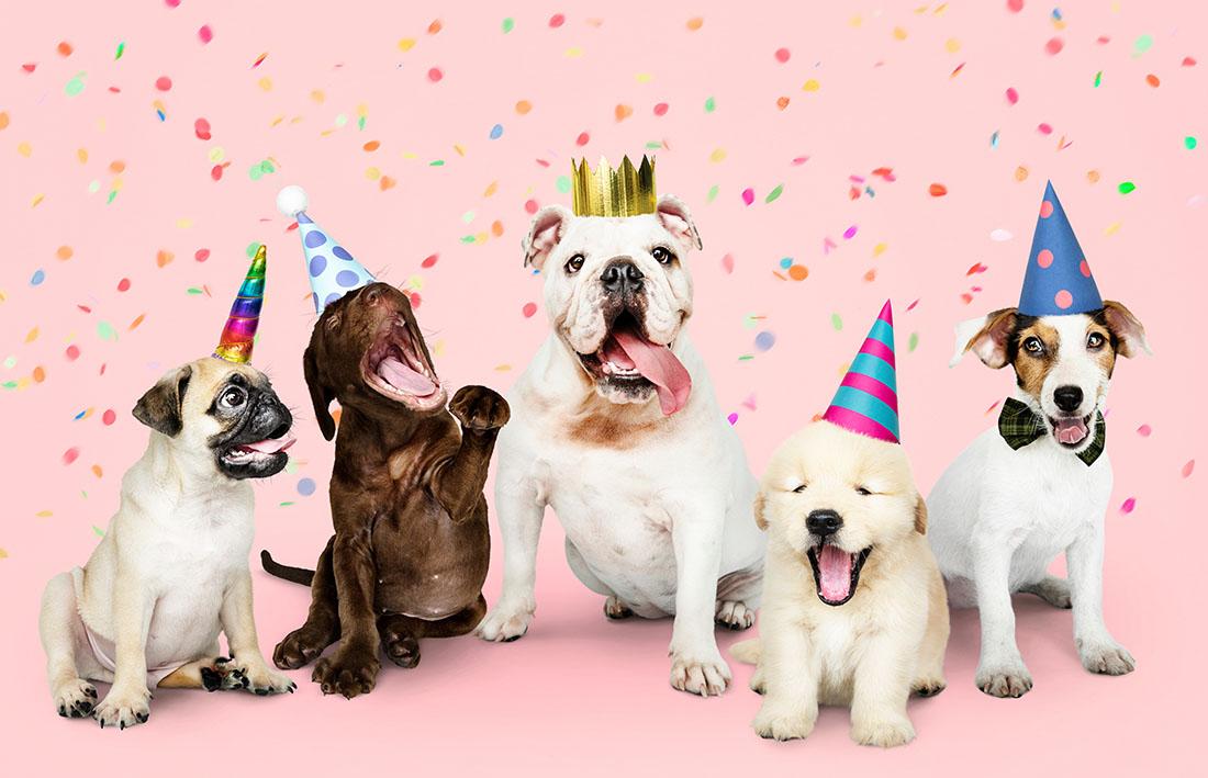 Read more about the article Celebrating Your Dog’s Birthday