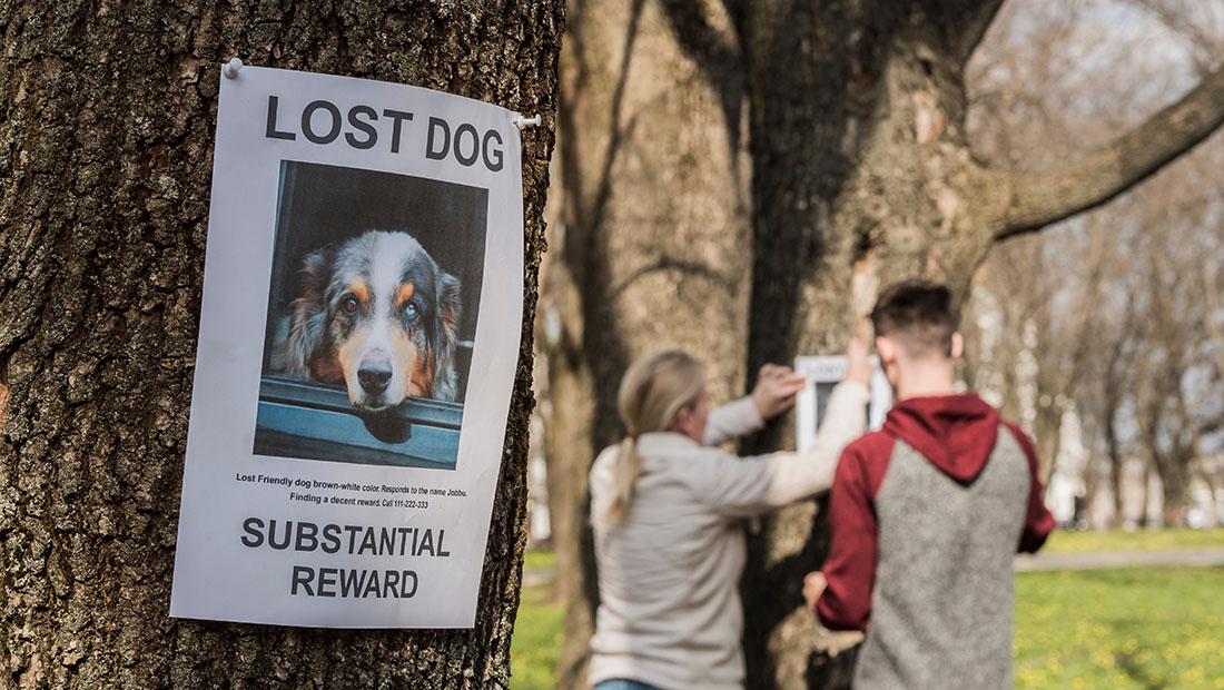 Read more about the article Preventing Lost Dogs in Parkersburg