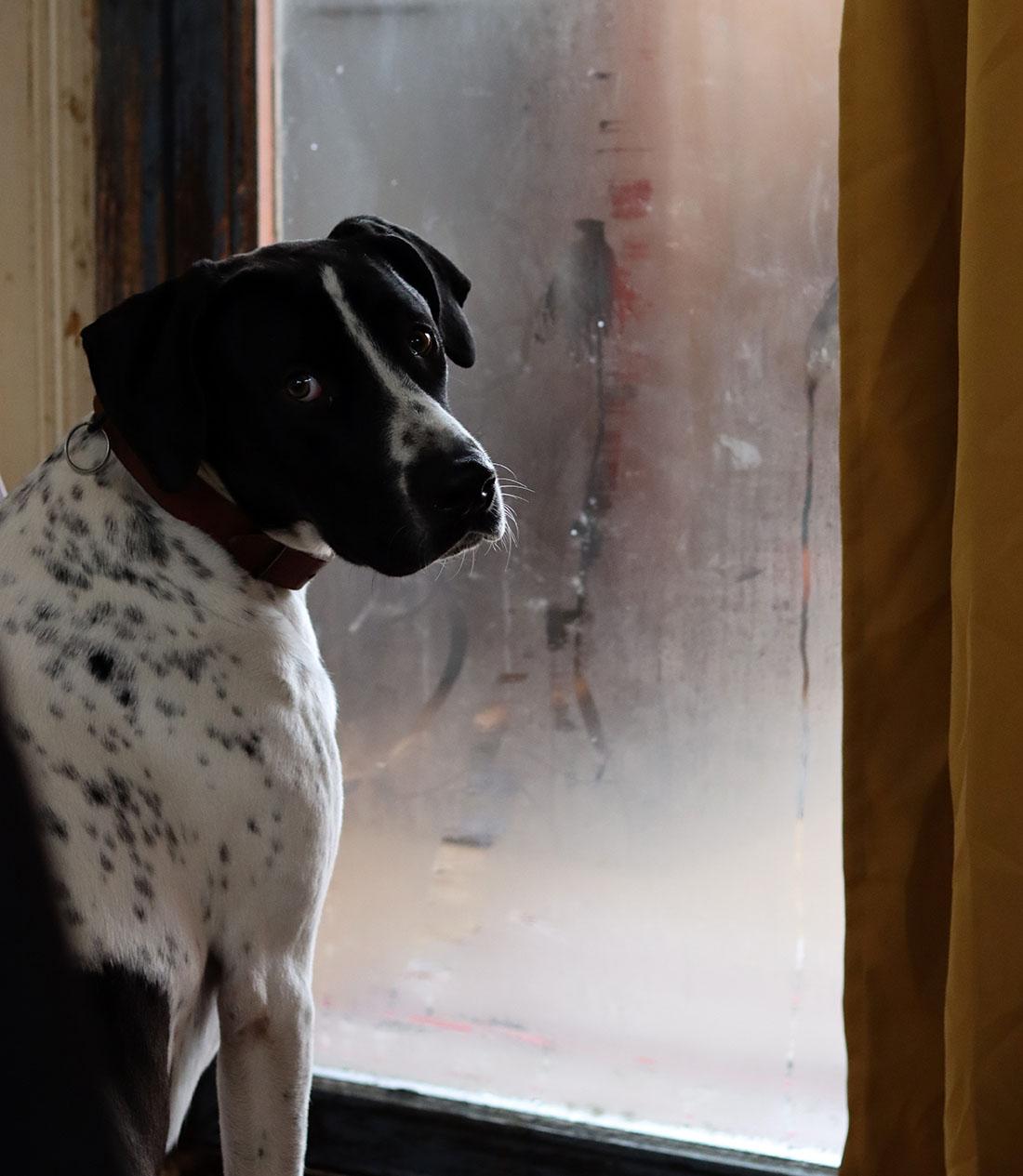 Read more about the article Managing Your Dog’s Separation Anxiety