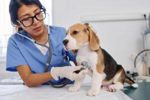 2024-12-–-Winding-Road-Kennel-BLOGMR5.1-Ways-to-Protect-Your-Dogs-Heart