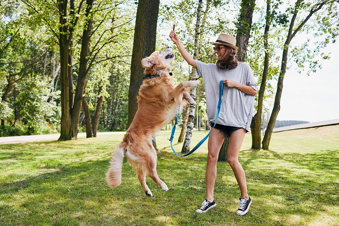 Read more about the article Playtime with Your Dog