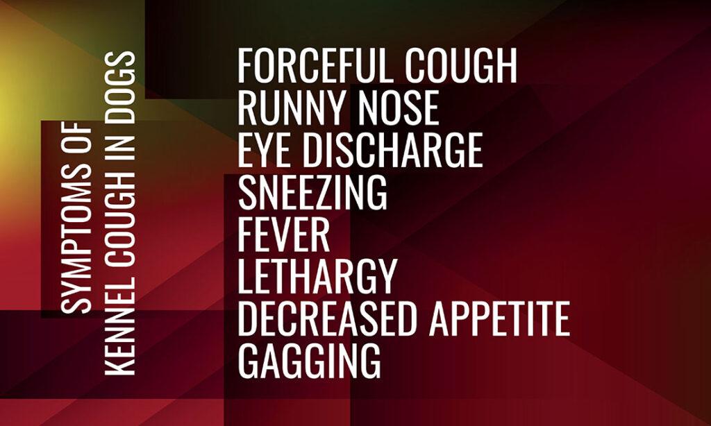 2025-02-–-Winding-Road-Kennel–BLOGMR5.3-Treating-Kennel-Cough