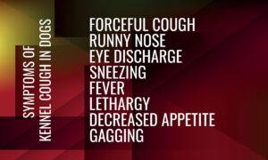 2025-02-–-Winding-Road-Kennel–BLOGMR5.3-Treating-Kennel-Cough