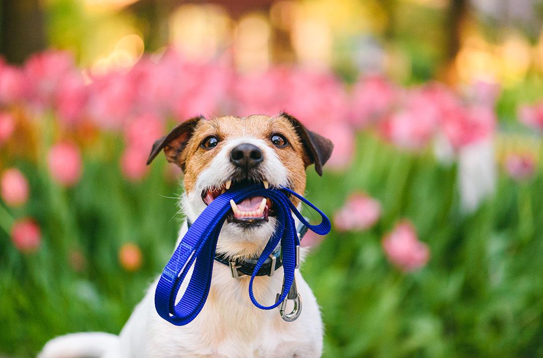 Read more about the article Prepare Your Dog for Spring