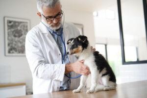 2025-04-–-Winding-Road-Kennel-–-BLOGMR5.5-Tips-for-Keeping-Your-Dog-Healthy
