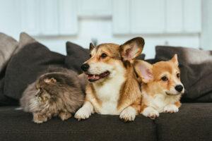2025-06-–-Winding-Road-Kennel-–-BLOGMR5.7-Grooming-Tips-for-Long-Wiry-and-Short-Hair.