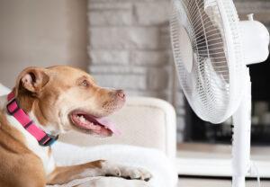 2025-07-–-Winding-Road-Kennel-–-BLOGMR5.8-Heat-Stroke-in-Dogs