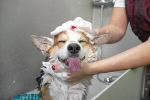 2025-08-–-Winding-Road-Kennel-–-BLOGMR5.9-Grooming-vs-Bathing