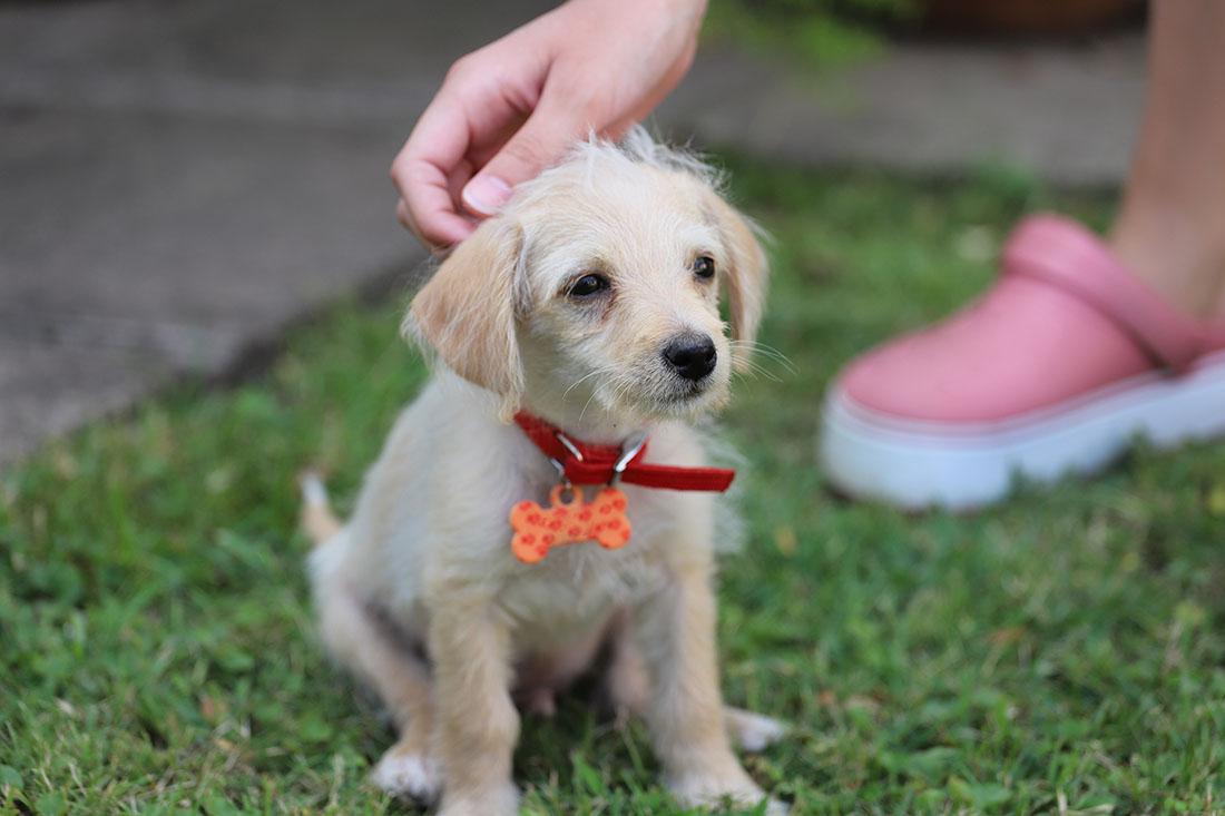Read more about the article Being a Responsible Dog Owner