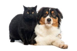 2025-10-Why Kennel Cleanliness Matters