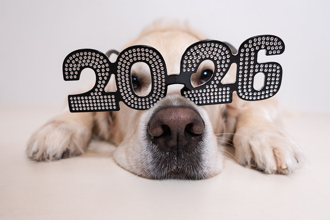 New Year Resolutions for Your Dog in 2026