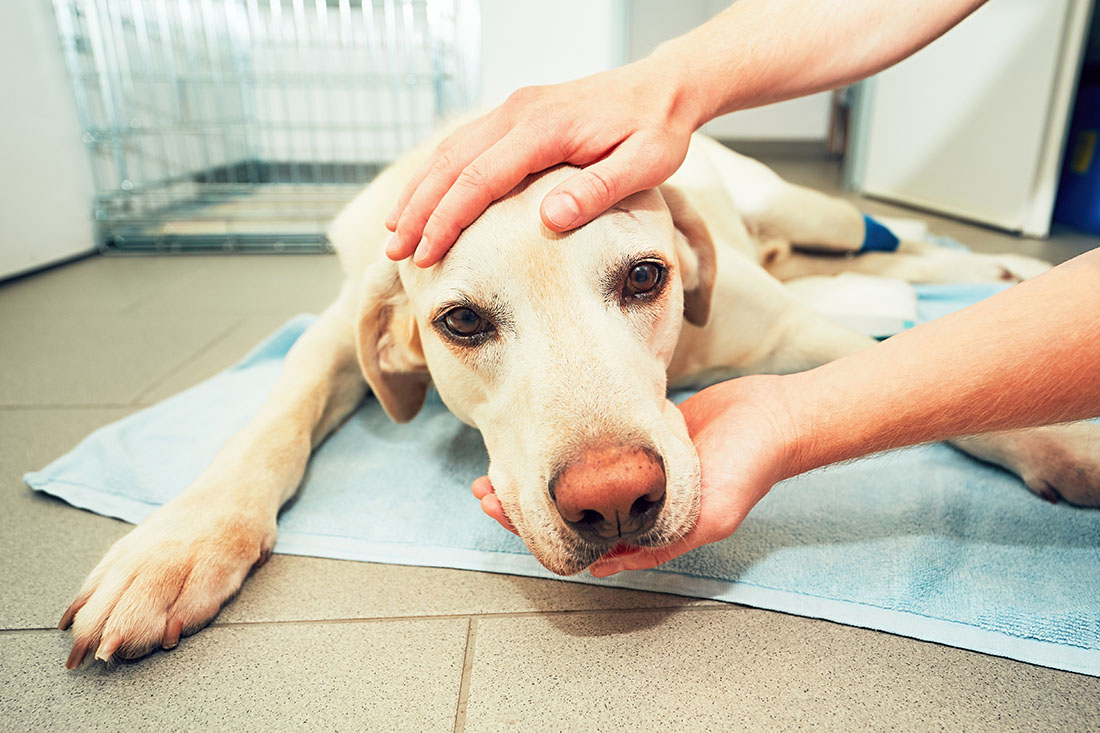 Read more about the article Signs of Stress or Pain with Dogs