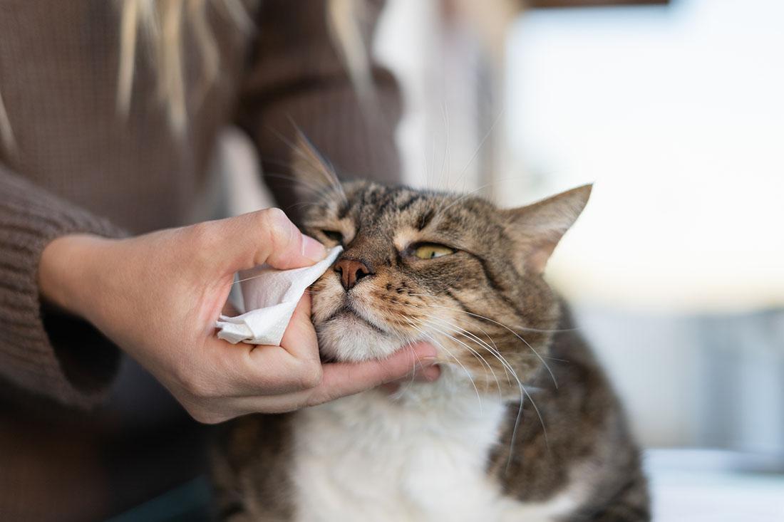 Read more about the article Common Pet Allergies