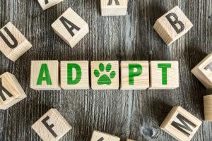 Tips for Adopting a Pet