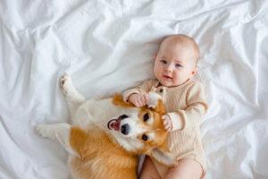 Preparing Your Pet for a New Baby