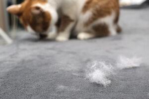 Dealing with Pet Hair