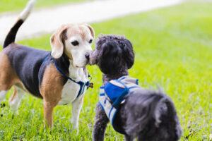 Tips for Socializing Your Puppy