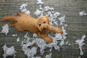 Separation Anxiety in Dogs
